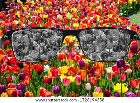Looking through glasses to bleach tulips field. Color blindness. World perception during depression. Medical condition. Health and disease concept. Royalty-Free Stock Photo #1726194358