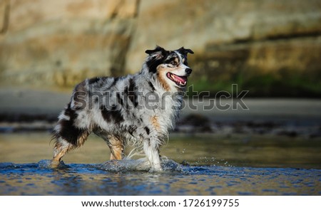 Australian Shepherd dog walking through ocean water