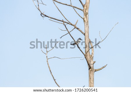 A bird standing on the tree branch with  a blue sky in the background