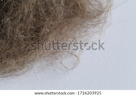 Cat and dog brushes comp with a scrap pet hair. Take care of pets. Causes of allergies. Royalty-Free Stock Photo #1726203925