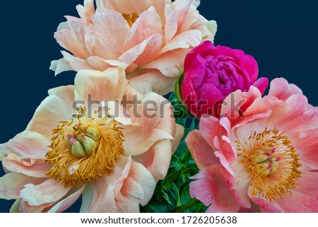 Pink white peony bouquet macro on blue background, fine art still life vintage painting style,filigree detailed texture 