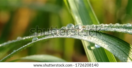 Dew drops on the green grass in the tropical fields appear to glitter in the morning sun.