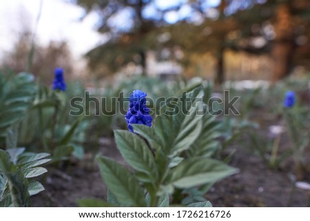Very beautiful, summer, blue-purple flower with green petals on a blurred background. Close up.                