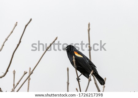 A bird on a tree branch wit ha blurred background