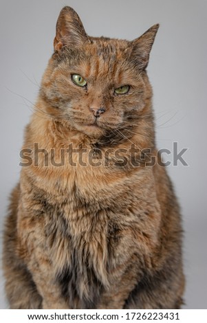 A vertical shot of a grumpy cat looking at the camera