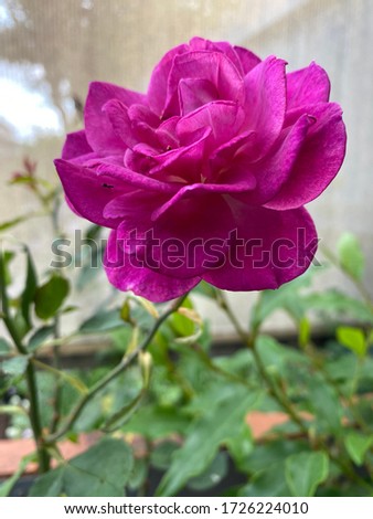 Photo of a classic rose with fragrant purple flowers with lovely form on a robust healthy bush.