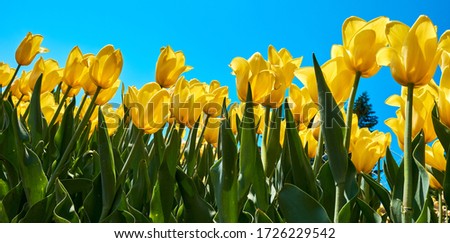Tulip yellow flowers garden spring background, pattern or texture.