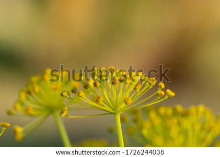 Detail of umbels of fennel (foeniculum vulgare) in the field