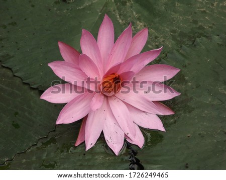 a lotus flower blooms maximally in a pond in the morning.  Lotus flower when it is time will bloom at night and last until morning, then it will bud again in the afternoon until the evening.