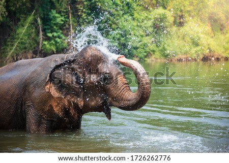 The elephant is spewing water