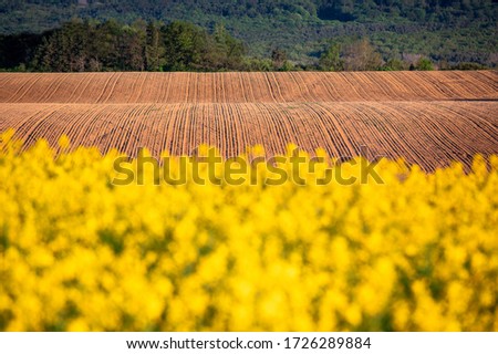Agricultural field in spring, yellow oilseed rape and freshly plowed brown field ready for planting