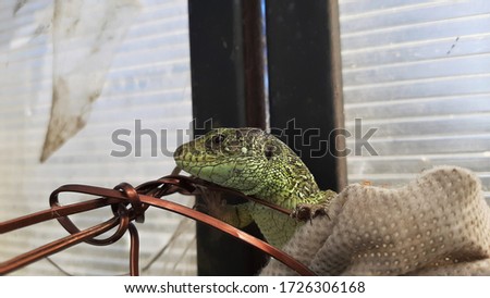 a green lizard in a greenhouse crawling on a wire captured on camera at close range on a spring day
