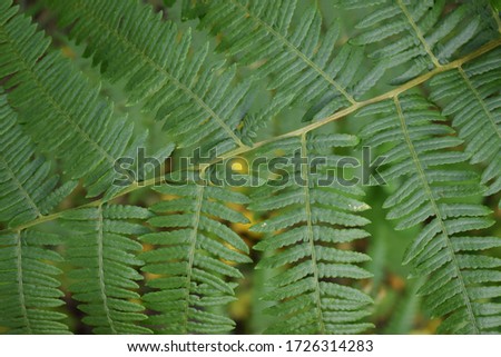 Common bracken fern (Pteridium aquilinum)