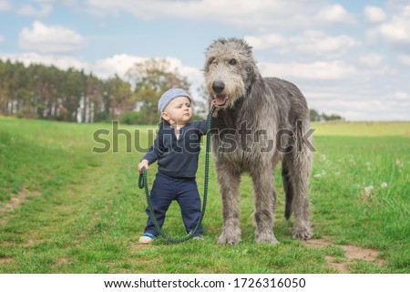 A Caucasian infant walks beside an Irish wolfhound, holding a leash. Little boy walking his dog. Royalty-Free Stock Photo #1726316050