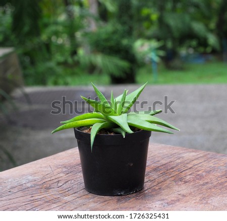Succulent houseplant Haworthia in small pot on wooden table