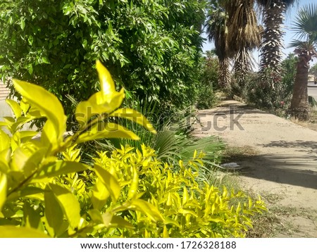 walkway in the Egypt countryside 
