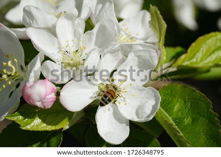 A closeup shot of a honey bee on a white flower with a blurred background