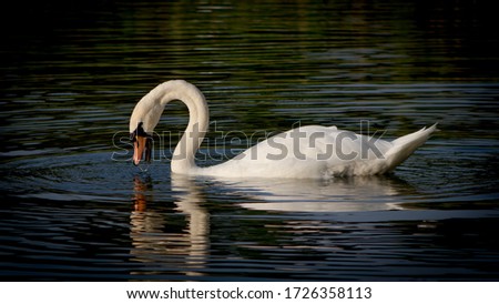 A Mute Swan Feeding in the early morming.