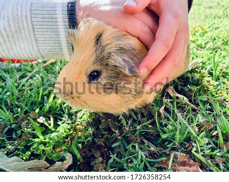 A guinea pig or cavy sitting in a spring field. Boy stroking the genuine pig