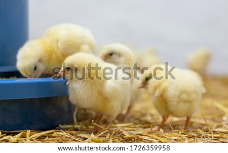 Broiler chickens that have recently hatched and are standing near the feeder. Growing broilers at home. Royalty-Free Stock Photo #1726359958