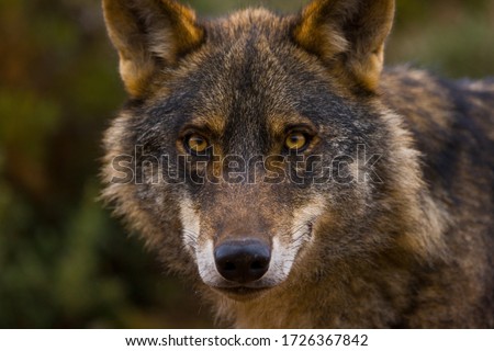Iberian wolf, Canis lupus, in wilderness of Spain in Europe