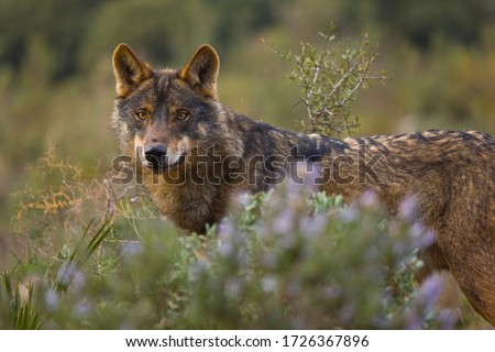 Iberian wolf, Canis lupus, in wilderness of Spain in Europe