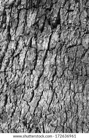 Wood texture of an old oak trunk