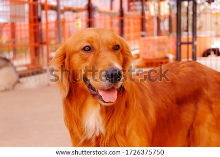 Portrait of golden retriever looking attentively in a pet farm in Da Lat. Da Lat city is a popular tourist destination. Beautiful well-groomed dogs, outdoors. Animal photography.