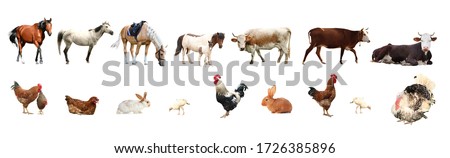 Collage of different farm animals on white background. Banner design Royalty-Free Stock Photo #1726385896