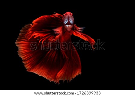 Super Red Betta fish, siamese fighting fish, betta splendens (Fullmoon betta )isolated on black background