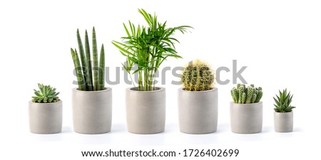 Decoration plant on concrete pot isolated on white background Royalty-Free Stock Photo #1726402699