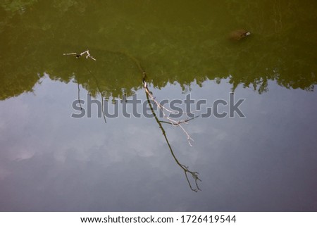 Mud turtles floating around in a swamp in a mountain village park