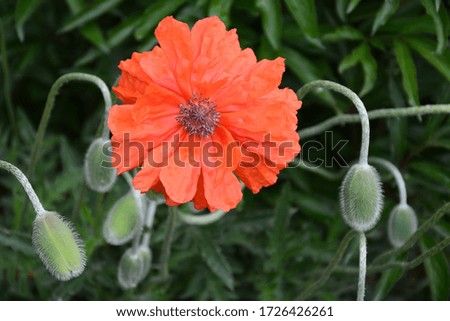 The delicate buds and the blossoming poppy flower are beautiful.