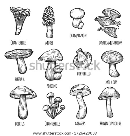 Edible mushrooms set: chanterelle, morel, champignon, oysters, russula, porcini, portobello, milk cup, boletus, greasers, brown cup bolete. Hand drawn sketch vector collection isolated on white.