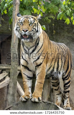 The female, Sumatran Tiger, Panthera tigris sumatrae, observes the work of the photographer