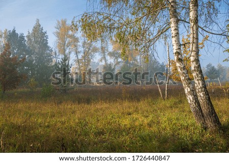 foggy October morning in a birch grove