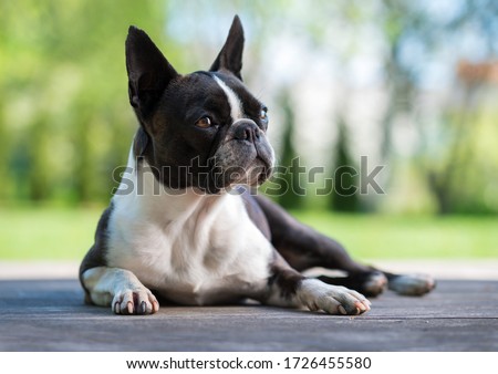 Boston terrier dog on brown terrace  - shallow depth of field