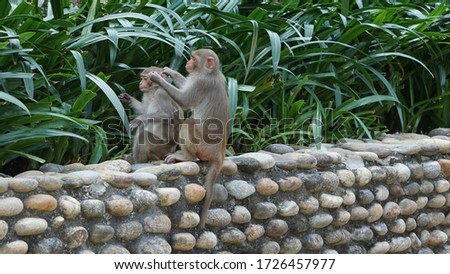 two macaques sitting on a wall, Monkey Mountain, Son Tra Peninsula, Da Nang, Vietnam, February Royalty-Free Stock Photo #1726457977