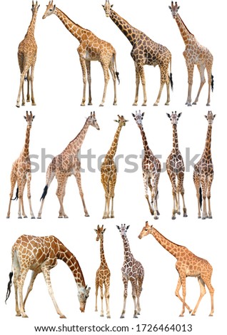 adult and young giraffe isolated on white background