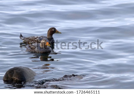 couple of Flying steamer duck (Tachyeres patachonicus) swimming in the port of ushuaia; Argentina. wild seabird in natural environment Royalty-Free Stock Photo #1726465111