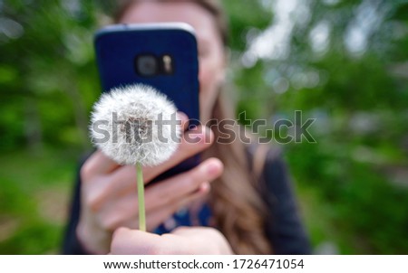 Female taking picture of fluffy dandelion flower on smartphone. Fluffy dandelion flower in female hand