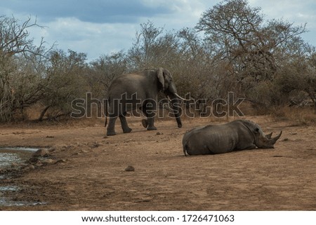 Elephant and rhino at the watering hole