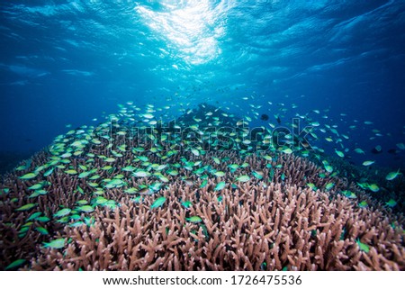 School of tiny colorful fish over healthy coral