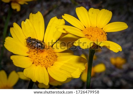  a closeup photo of the beautiful yellow dandelion flowers