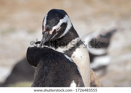 Penguin Magellanic love wildlife white black