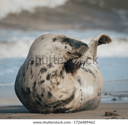 A seal lying down on the sand of the beach