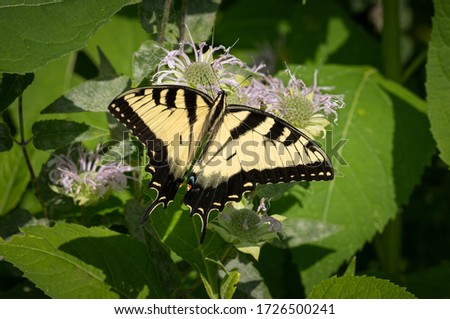Butterfly on a natural plant