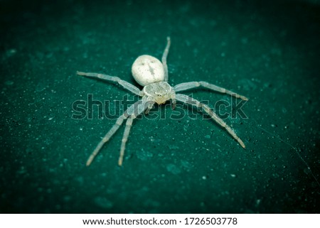 a macro photo of a tiny white baby spider