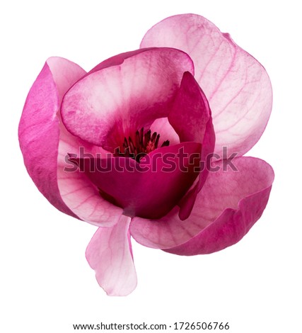 Purple magnolia flower, Magnolia felix isolated on white background, with clipping path   