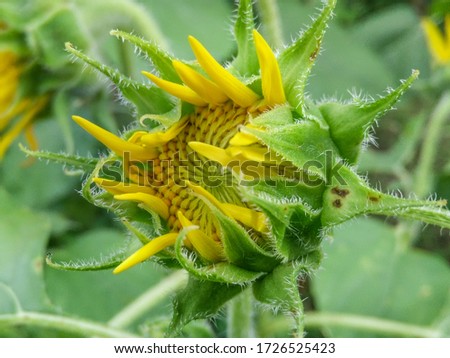 Sunflower natural background. Sunflower blooming. Selective focus some point in image, picture is blur.